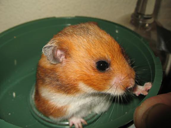 My hamster Lucy's blush