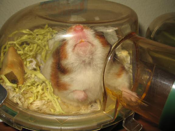 My hamster Lucy having fun on a friday night.