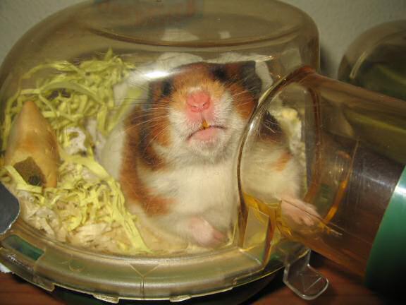 My hamster Lucy having fun on a friday night.