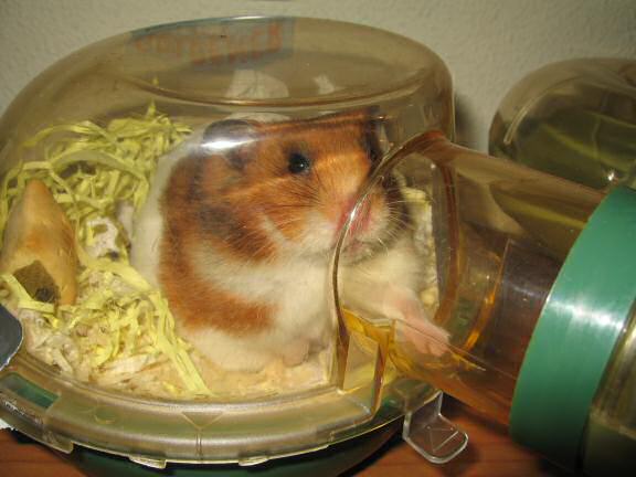 My hamster Lucy having fun on a friday night.