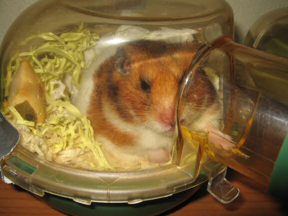 My hamster Lucy having fun on a friday night.