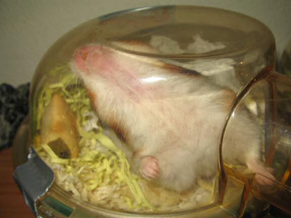 My hamster Lucy having fun on a friday night.