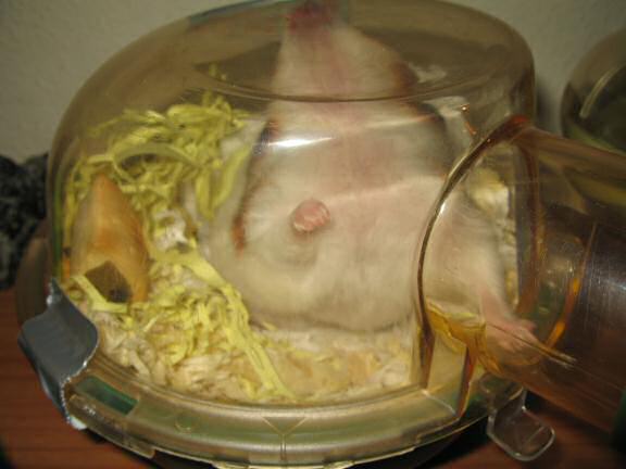 My hamster Lucy having fun on a friday night.