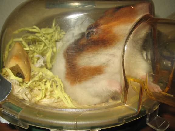 My hamster Lucy having fun on a friday night.