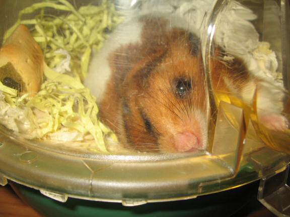 My hamster Lucy having fun on a friday night.