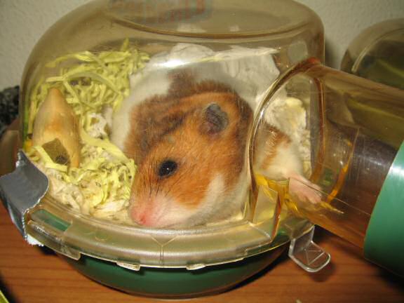 My hamster Lucy having fun on a friday night.