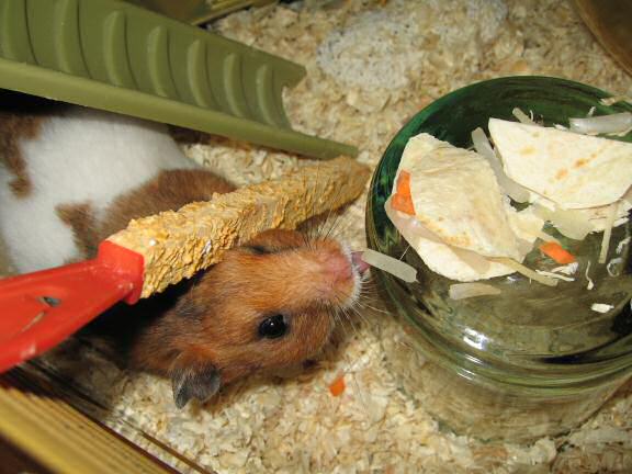 Servin' a Veggie Taco for my hamster Lucy.