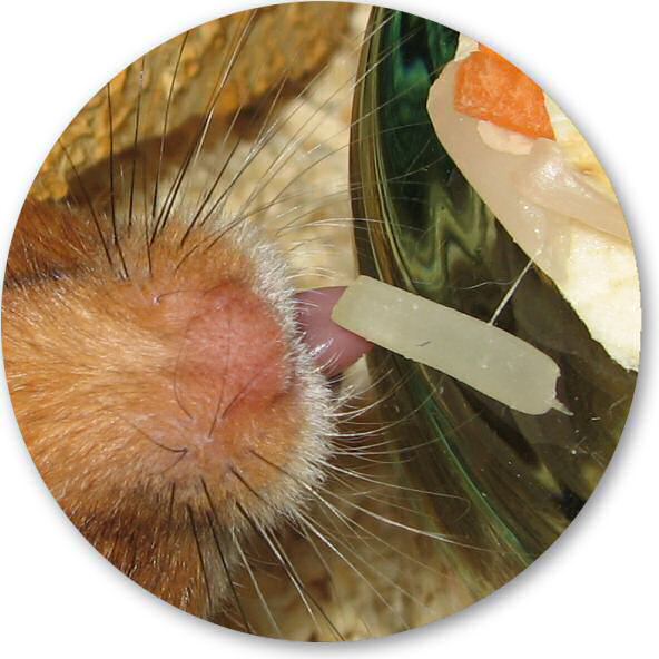 Servin' a Veggie Taco for my hamster Lucy.