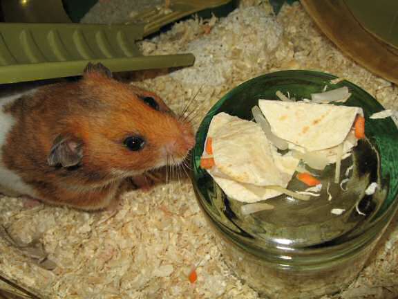 Servin' a Veggie Taco for my hamster Lucy.