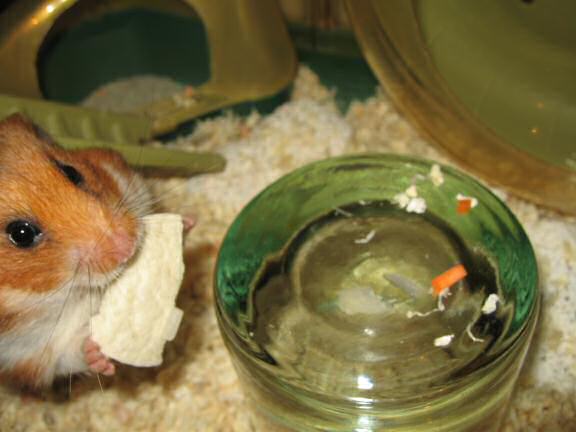 Servin' a Veggie Taco for my hamster Lucy.