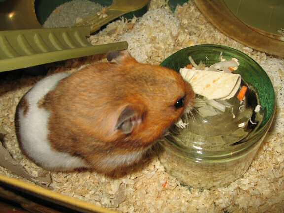 Servin' a Veggie Taco for my hamster Lucy.