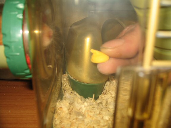 My hamster Lucy gets a treat.