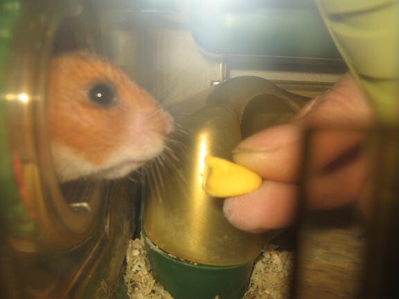 My hamster Lucy gets a treat.