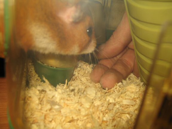 My hamster Lucy gets a treat.