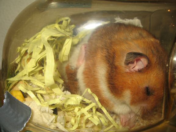My hamster Lucy wakin' up.