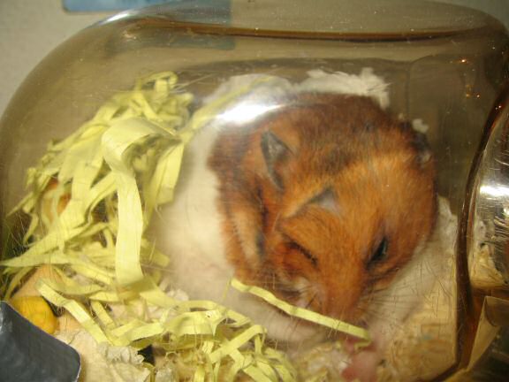 My hamster Lucy wakin' up.
