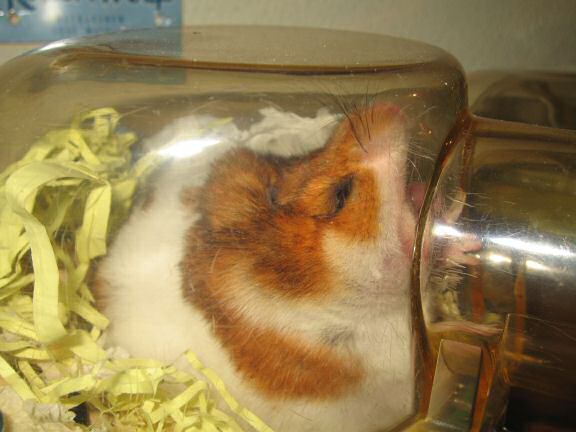 My hamster Lucy wakin' up.