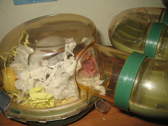 My hamster Lucy yawning.