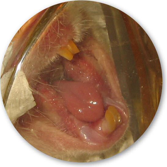 My hamster Lucy yawning.