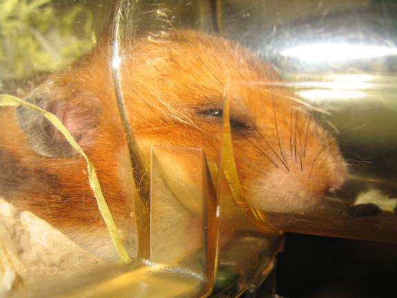 My hamster Lucy relaxin' on a lazy friday.