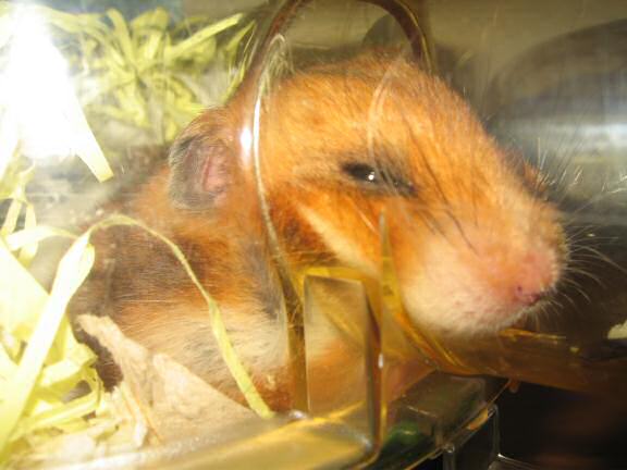 My hamster Lucy relaxin' on a lazy friday.