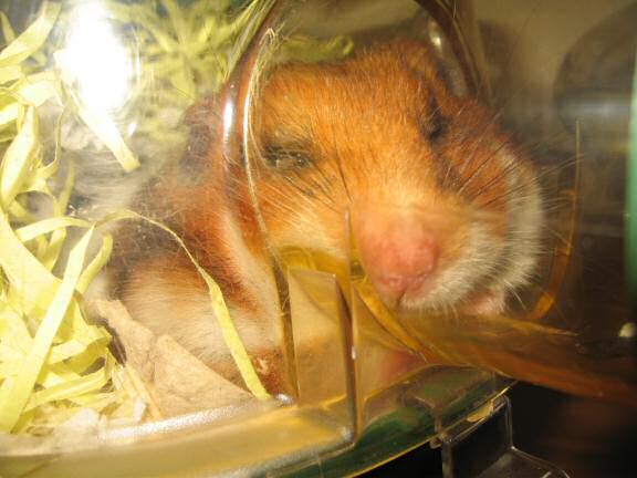 My hamster Lucy relaxin' on a lazy friday.