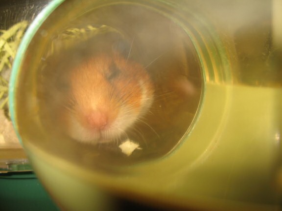 My hamster Lucy relaxin' on a lazy friday.