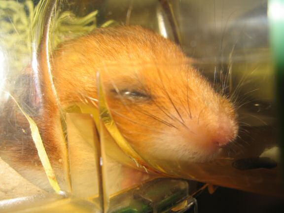 My hamster Lucy relaxin' on a lazy friday.