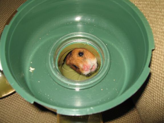 Jugglin' to make the bedroom switch for my hamster Lucy (3.0)