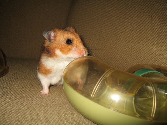 Jugglin' to make the bedroom switch for my hamster Lucy (3.0)