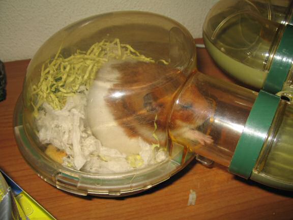 Jugglin' to make the bedroom switch for my hamster Lucy (3.0)