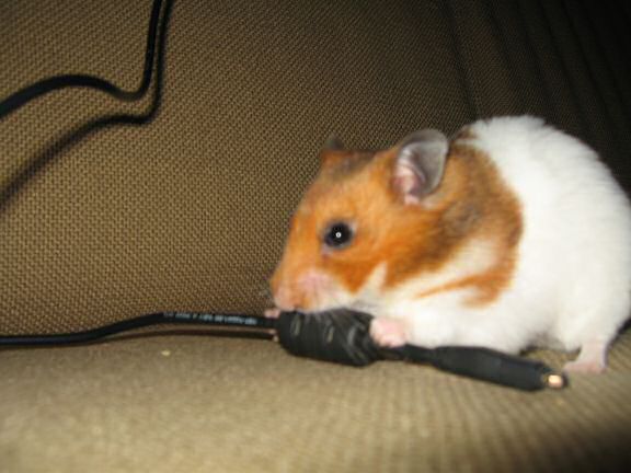 My hamster Lucy (3.0) has her ways...