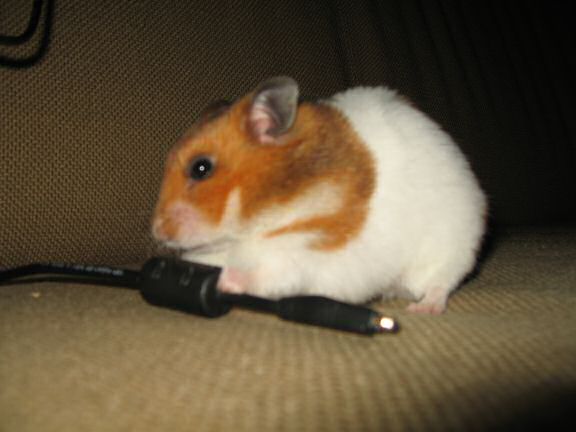 My hamster Lucy (3.0) has her ways...