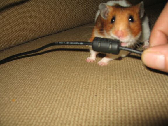 My hamster Lucy (3.0) has her ways...