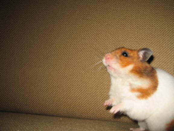 My hamster Lucy (3.0) on the couch.