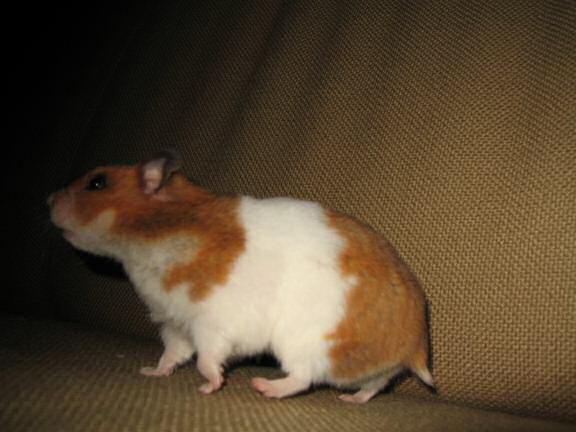 My hamster Lucy (3.0) on the couch.