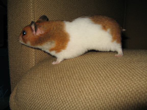 My hamster Lucy (3.0) on the couch.