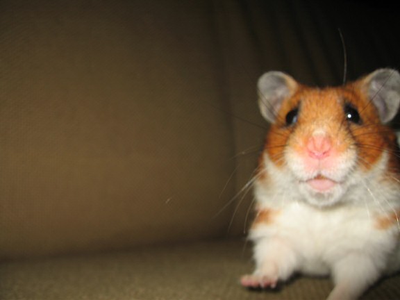 My hamster Lucy (3.0) on the couch.