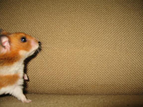 My hamster Lucy (3.0) Helpin' Out.