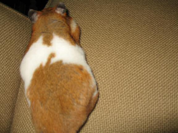 My hamster Lucy (3.0) Helpin' Out.