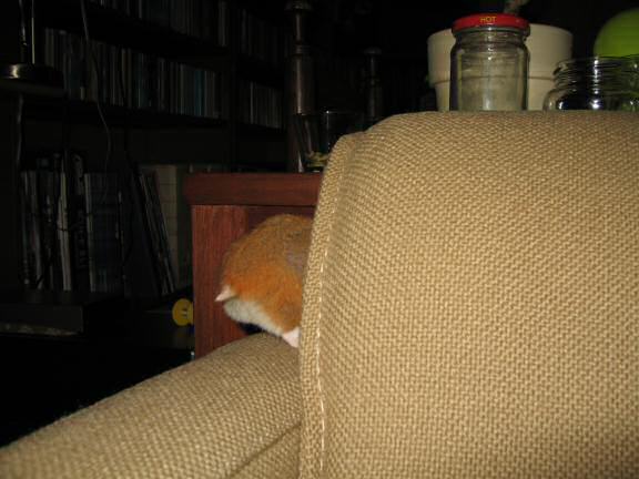 My hamster Lucy (3.0) Helpin' Out.