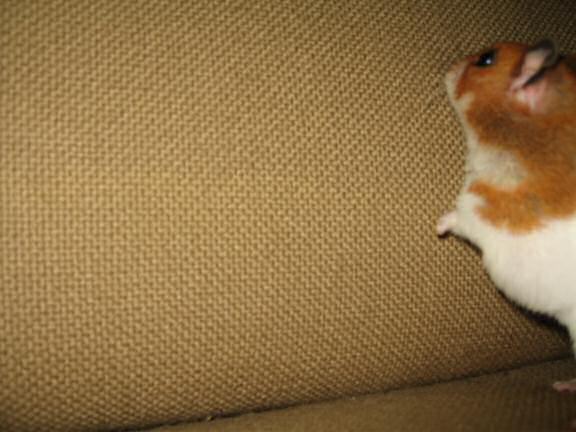 My hamster Lucy (3.0) Helpin' Out.