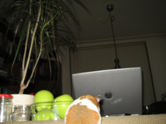 My hamster Lucy (3.0) Helpin' Out.