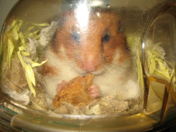 My hamster Lucy (3.0) chewin' a piece of bread.