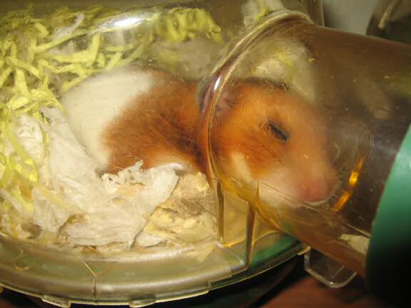 My hamster Lucy doesn't suspect anything