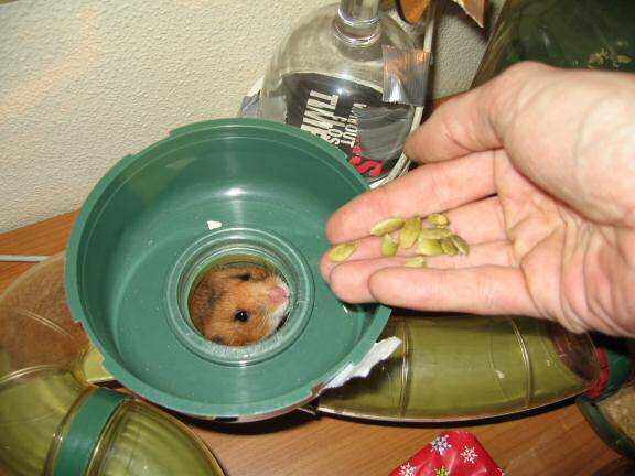 X-mas gift for my hamster Lucy by SLD.