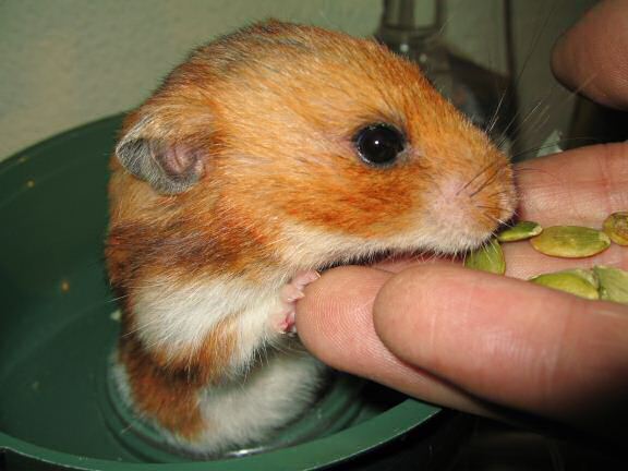 X-mas gift for my hamster Lucy by SLD.