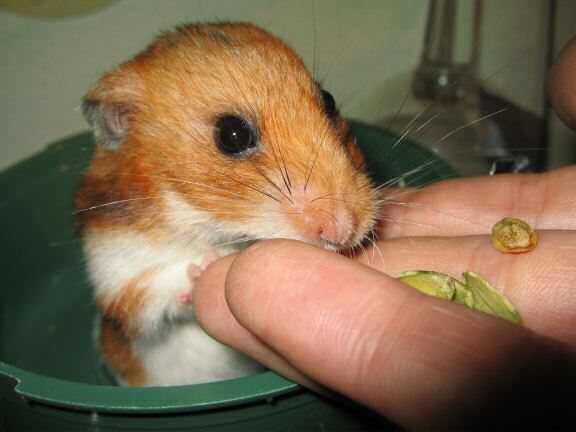 X-mas gift for my hamster Lucy by SLD.