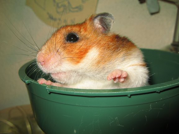 X-mas gift for my hamster Lucy by SLD.