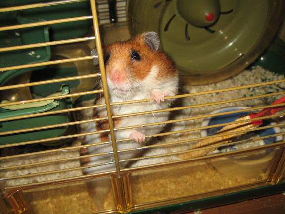 Second X-mas day with my hamster Lucy.